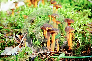 Funnel Chanterelle mushroom in forest