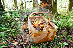 Funnel Chanterelle mushroom in forest