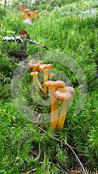 Funnel chanterelles, craterellus tubaeformis, growing on moss in a forest - Finland, Northern Europe
