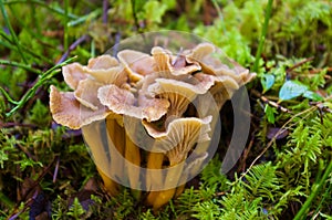 Funnel chanterelles growing in the forest