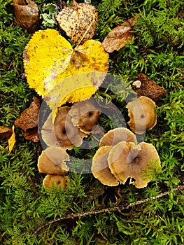 Funnel chanterelles growing in the moss