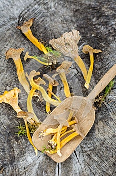 Funnel chanterelles on a wooden background