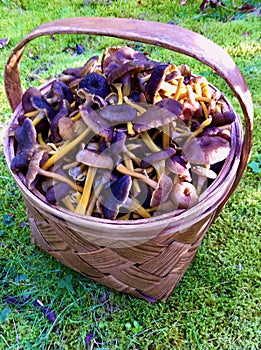 Funnel chanterelles in wooden basket in the forest