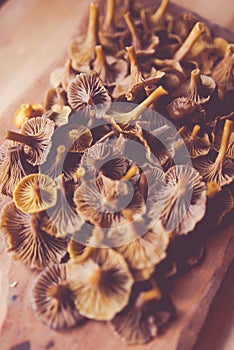 Funnel chanterelles on a wooden board