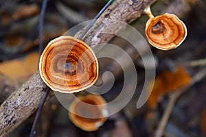 Funnel shaped or trumpet shaped - Infundibuliform Mushrooms on Moist We Tree Branch - Chanterelles - Mycology