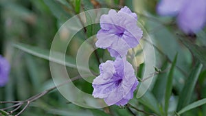 Funnel-shaped violet-colored flowers of Ruellia Tuberosa, also known as minnieroot, fever or snapdragon root