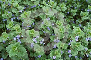 Funnel-shaped violet flowers of Glechoma hederacea