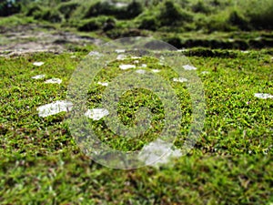 Funnel spider webs