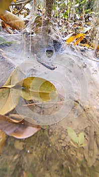 Funnel spiders web with a spider