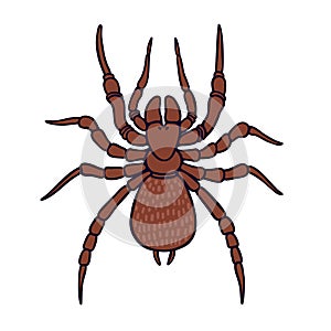 Funnel web Aussie arachnid color vector character upper view