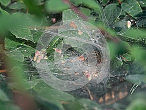 Funnel-web spider, Agelena labyrinthica