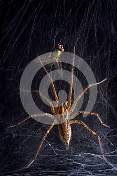 Funnel web spider and fly