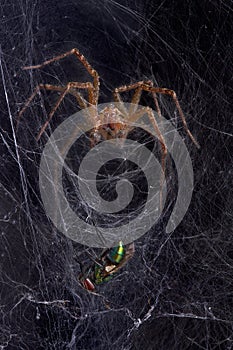 Funnel web spider with fly