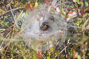 Funnel-web spider in his tunnel in the grass