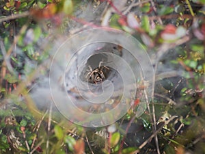 Funnel-web spider in his tunnel in the grass