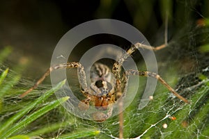 Funnel-web spider in a web