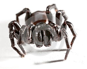 Funnel web spider