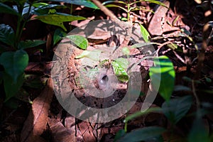 A funnel web weaving spider deep in Siem Reap, Cambodia, Southeast Asia
