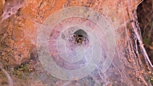 A funnel web weaving spider deep in Siem Reap, Cambodia, Southeast Asia