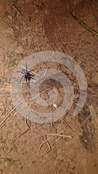 Funnelweb spider