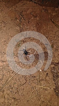 Funnelweb spider