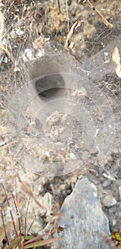Funnelweb spider
