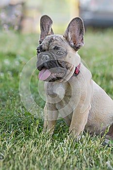Funny 4-month-old purebred  French bulldog, brown puppy, sits in green grass, in a typical posture of the breed.