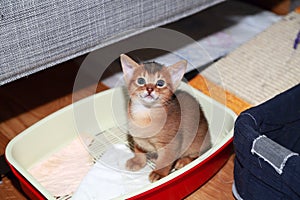 Funny Abyssinian kitten during accustoming to the cat tray.