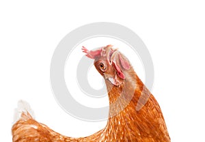 funny acting of brown female chicken hen isolated white background