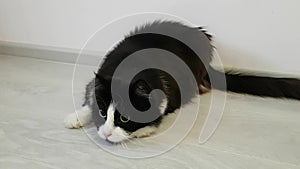 Funny active black and white fluffy domestic cat. Mad eyes. Round black pupils. Turns his head, runs for the toy. Playful animal