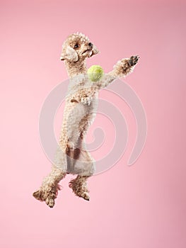 Funny active dog jumping. happy poodle on pink background