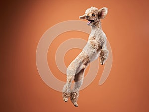 Funny active dog jumping. happy poodle on a red background