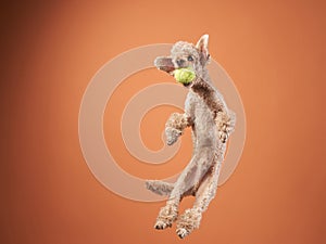 Funny active dog jumping. happy poodle on a red background