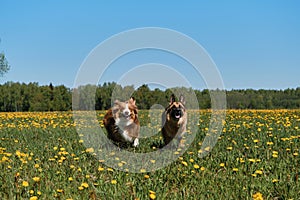 Funny and active pets. German and Australian Shepherd dogs are running merrily in field of yellow dandelions on sunny