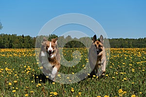 Funny and active pets. German and Australian Shepherd dogs are running merrily in field of yellow dandelions on sunny