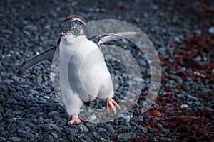 Funny adelie penguin chick waddling on shingle