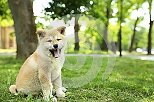 Funny adorable Akita Inu puppy looking into camera in park, space for