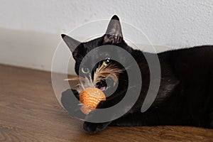 Funny adorable black house cat playing with a kitty toy