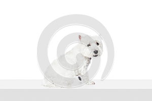 Funny, adorable, calm dog, purebred west highland white terrier isolated on white studio background