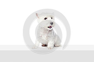 Funny, adorable, calm dog, purebred west highland white terrier isolated on white studio background