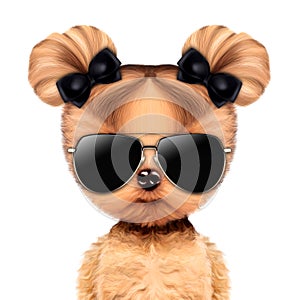Funny adorable doggy girl with aviator sunglasses