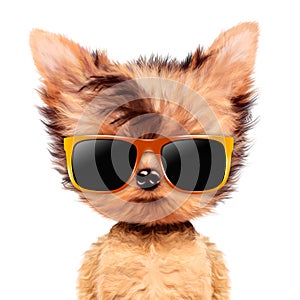 Funny adorable doggy girl with elegance sunglasses