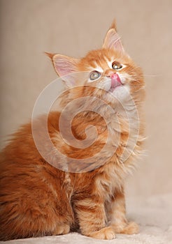 Funny adorable red solid maine coon kitten sitting and licking t