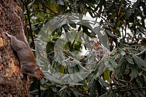 Funny and adorable squirrels climbed on a tree while looking at each other, one from the trunk and the other from a branch