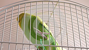 Funny adult wavy green parrot hangs upside down holding onto the bars of a bird cage. Bird Market.