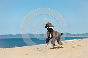 Funny Afghan Hound young dog having fun on the beach. Afghan hound puppy running at the seaside