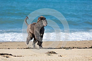 Funny Afghan Hound young dog having fun on the beach. Afghan hound puppy running at the seaside