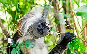 Funny african monkey eating green plant