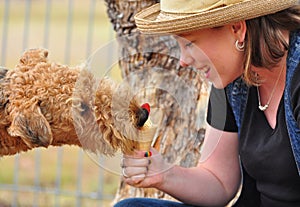 Funny Airedale dog eating cold strawberry icecream