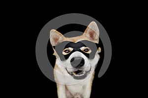 Funny akita dog celebrating halloween, carnival or new year with a hero mask costume. Isolated on black background